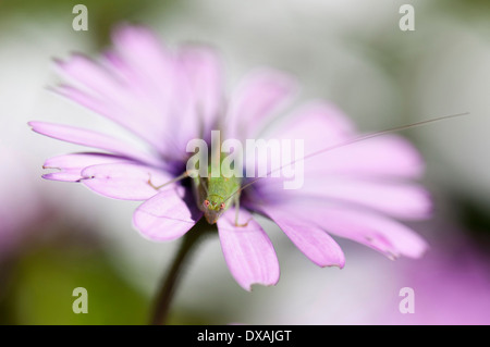 Daisy africains, Osteospermum ciliata, croissante à l'extérieur. Banque D'Images