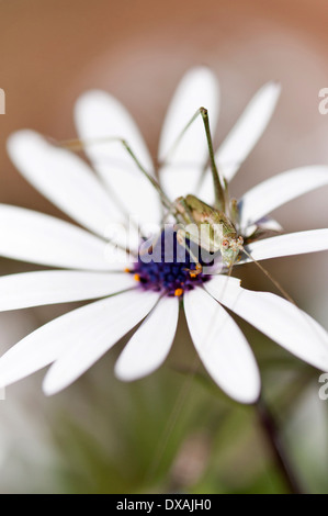 Daisy africains, Osteospermum ciliata, croissante à l'extérieur avec le cricket sur le dessus. Banque D'Images