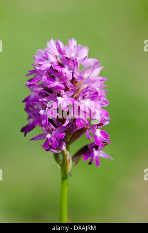 Orchid, repéré commun, orchidée Dactylorhiza fuchsii, culture des fleurs de couleur pourpre à l'extérieur. Banque D'Images