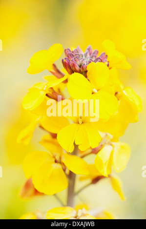 Giroflée odorante, Star, Erysimum 'Fragrant Star', fleurs jaune vif. Banque D'Images