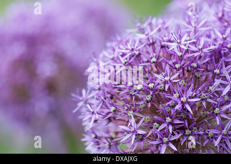 Allium 'Globemaster', flowerhead close up montrant en forme d'étoile. Banque D'Images