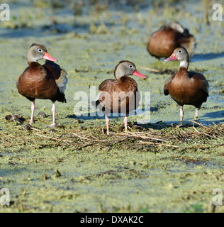 Black-bellied Whistling-canards dans les milieux humides de Floride Banque D'Images