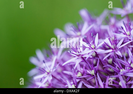 Allium 'Globemaster' flowerhead close up montrant en forme d'étoile. Banque D'Images