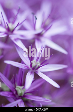 Allium 'Globemaster' flowerhead close up montrant en forme d'étoile. Banque D'Images