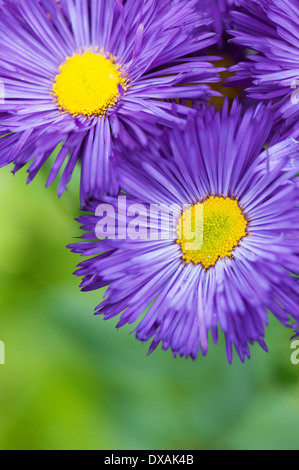 Aster novi-belgii 'Chequers', 2 fleurs ouvertes. Banque D'Images