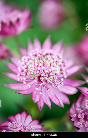 Masterwort Astrantia, major, Close up. Banque D'Images