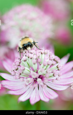 Masterwort Astrantia major, flower, Close up avec le nectar d'abeille. Banque D'Images