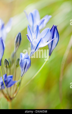 Grassnut, Triteleia laxa, une umbela montrant les bourgeons et fleurs ouvertes. Banque D'Images