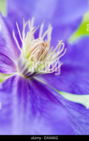 Clematis 'Ascotiensis', Close up montrant étamines. Banque D'Images