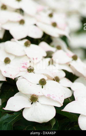 Cornouiller à fleurs Cornus kousa, fleurs. Banque D'Images