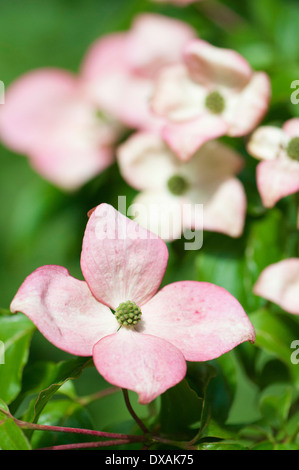 Cornouiller fleuri, Cornus florida, fleurs simples avec d'autres in soft focus derrière. Banque D'Images