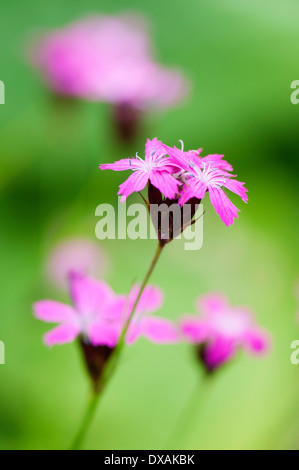 Rose, des Chartreux Dianthus carthusianorum, près des fleurs. Banque D'Images