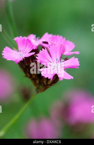 Rose, des Chartreux Dianthus carthusianorum, près des fleurs. Banque D'Images