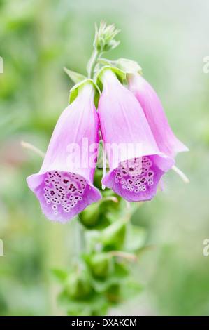 La digitale pourpre, Digitalis purpurea, Close up montrant l'intérieur de modèle fleurs. Banque D'Images