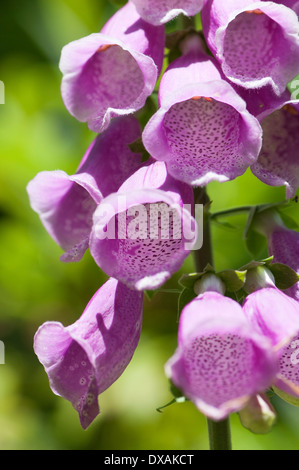 La digitale pourpre, Digitalis purpurea, Close up montrant l'intérieur motif fleurs dans la lumière du soleil. Banque D'Images