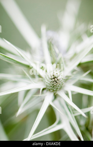 Eryngium variifolium Sea holly, Close up de fleur. Banque D'Images