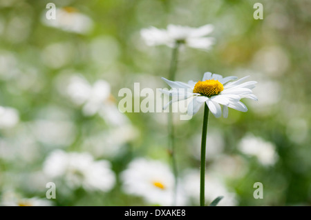 Daisy, la grande marguerite, Leucanthemum vulgare, simple tige d'orientation. Banque D'Images