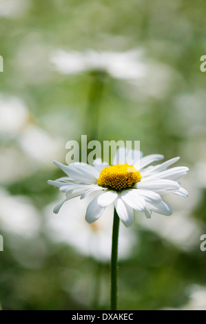 Daisy, la grande marguerite, Leucanthemum vulgare, simple tige d'orientation. Banque D'Images