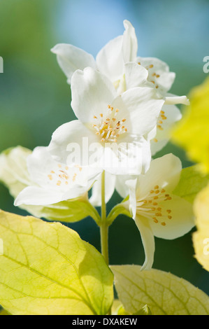 Seringat Philadelphus coronarius 'Aureus,", près des fleurs et des feuilles de couleur jaune. Banque D'Images