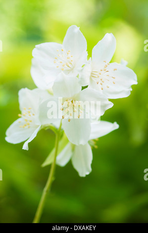 Seringat Philadelphus coronarius,, Sommité florifère. Banque D'Images