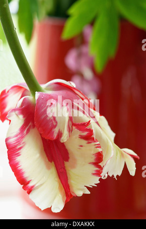 Parrot tulip, Tulipa 'Estella Rynveld', rouge et blanc fleurs frangées pendant vers le bas à partir d'un vase. Banque D'Images