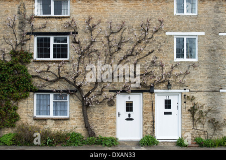 Prunus armeniaca. Fan de l'abricotier formés contre un mur de la maison en pierre. Aynho, Northamptonshire, Angleterre Banque D'Images