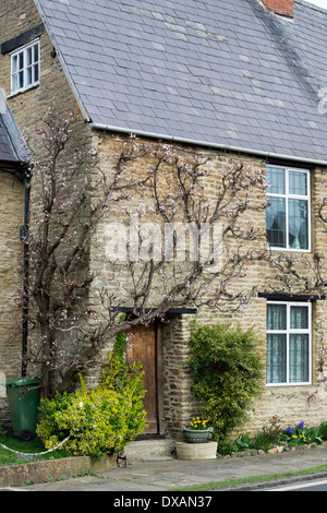 Prunus armeniaca. Fan de l'abricotier formés contre un mur de la maison en pierre. Aynho, Northamptonshire, Angleterre Banque D'Images