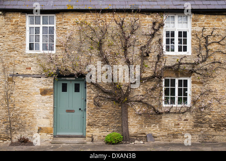 Prunus armeniaca. Fan de l'abricotier formés contre un mur de la maison en pierre. Aynho, Northamptonshire, Angleterre Banque D'Images