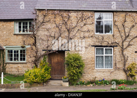 Prunus armeniaca. Fan de l'abricotier formés contre un mur de la maison en pierre. Aynho, Northamptonshire, Angleterre Banque D'Images