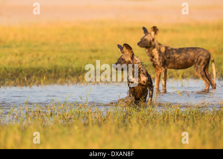 Chien sauvage d'Afrique (Lycaon pictus) dans de l'eau Banque D'Images