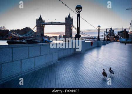 Londres, Royaume-Uni - 22 mars 2014 : deux canards marcher seule le long du fleuve près de l'Hôtel de Ville Crédit : Piero Cruciatti/Alamy Live News Banque D'Images