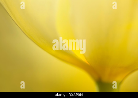 Tulip, Tulipa, Close up de pétales jaunes montrant la base de la fleur. Banque D'Images