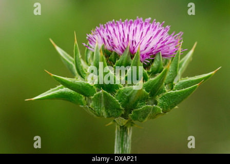Le chardon-Marie Banque D'Images