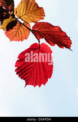 Hazel, feuilles pourpre filbert, Corylus maxima 'Purpurea', rétroéclairé feuilles montrant la couleur rouge Banque D'Images