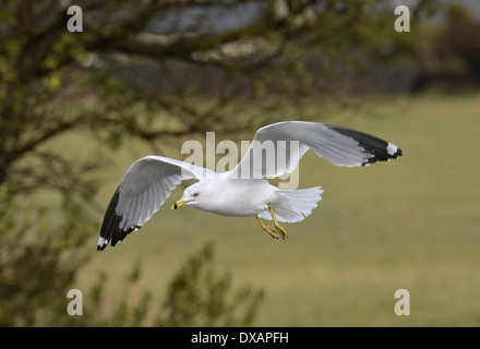 Ring-billed Gull Larus delawarensis - Adultes Hiver Banque D'Images