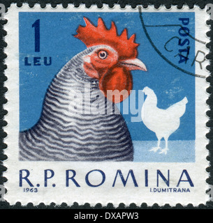 Roumanie - circa 1963 : timbre-poste imprimé en Roumanie montre hen, vers 1963 Banque D'Images