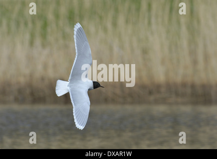 Mouette pygmée - Hydrocoloeus minutus adultes l'été. Banque D'Images