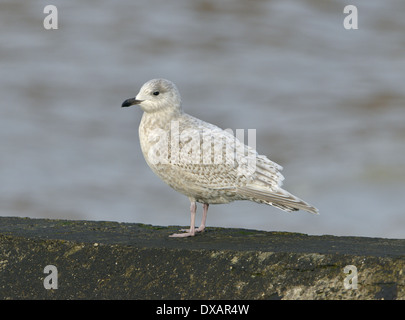 Kumlien's gull - Larus glaucoides kumlieni - mineur Banque D'Images