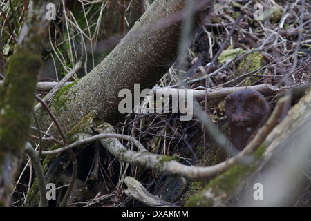 Wild Vison (Mustela vison). L'Europe Banque D'Images