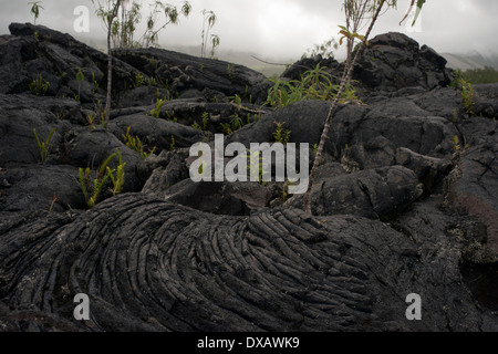 Au cours des dernières éruptions de lave est accumulée de l'île de la réunion dans le Grand brûlé. Le Grand Brûlé est la partie côtière Banque D'Images