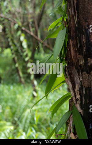 Les plantations d'orchidées Bourbon. Les gousses de vanille sont des tiges de plantes lianosa grimpeurs. Les gousses sont remplis de graines. Il appartient à la famille des orchidées. Les climats tropicaux humides ont besoin de croître. Pour obtenir la vanille, devraient prendre ces gousses lorsque encore vert et laissées à fermenter, puis exposés au soleil pendant 2 jours et ensuite stockées dans les troncs d'environ sept mois, dans un endroit bien aéré. De cette façon ils obtiennent que la saveur, l'arôme et la couleur marron. Banque D'Images