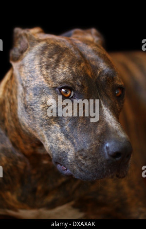 Un chien couché. Banque D'Images