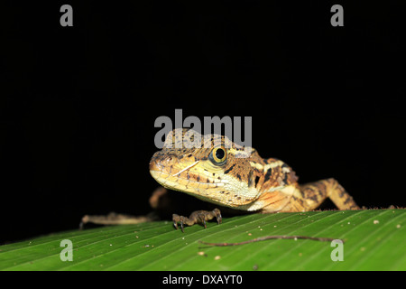 Close-up d'un lézard vert épineux (Sceloporus Malachiticus) sur une feuille, la baie Drake, péninsule d'Osa, au Costa Rica Banque D'Images