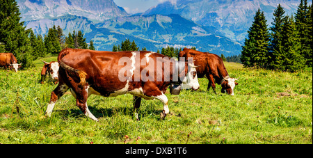 La vache, le farm animal dans les Alpes françaises, la race d'Abondance, vache, beaufort sur Doron savy Banque D'Images