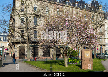 Marcel Rudloff square de fleurs de magnolia Strasbourg Alsace France Banque D'Images