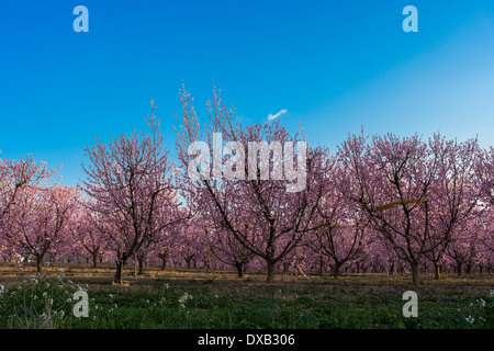 Un champ de nectariniers avec des fleurs au printemps. Banque D'Images