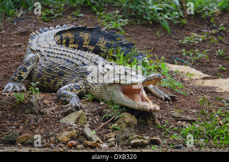 Un crocodile d'eau de mer avec la bouche ouverte Banque D'Images