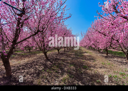 Un champ de nectariniers avec des fleurs au printemps. Banque D'Images