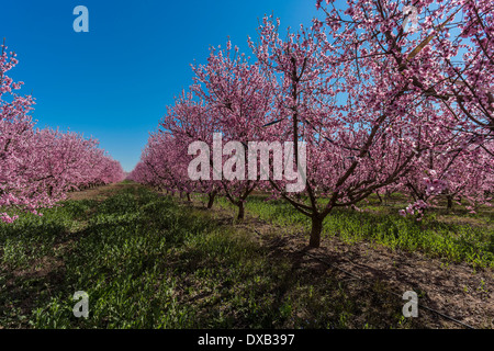 Un champ de nectariniers avec des fleurs au printemps. Banque D'Images