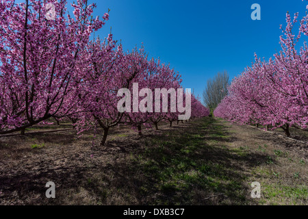 Un champ de nectariniers avec des fleurs au printemps. Banque D'Images